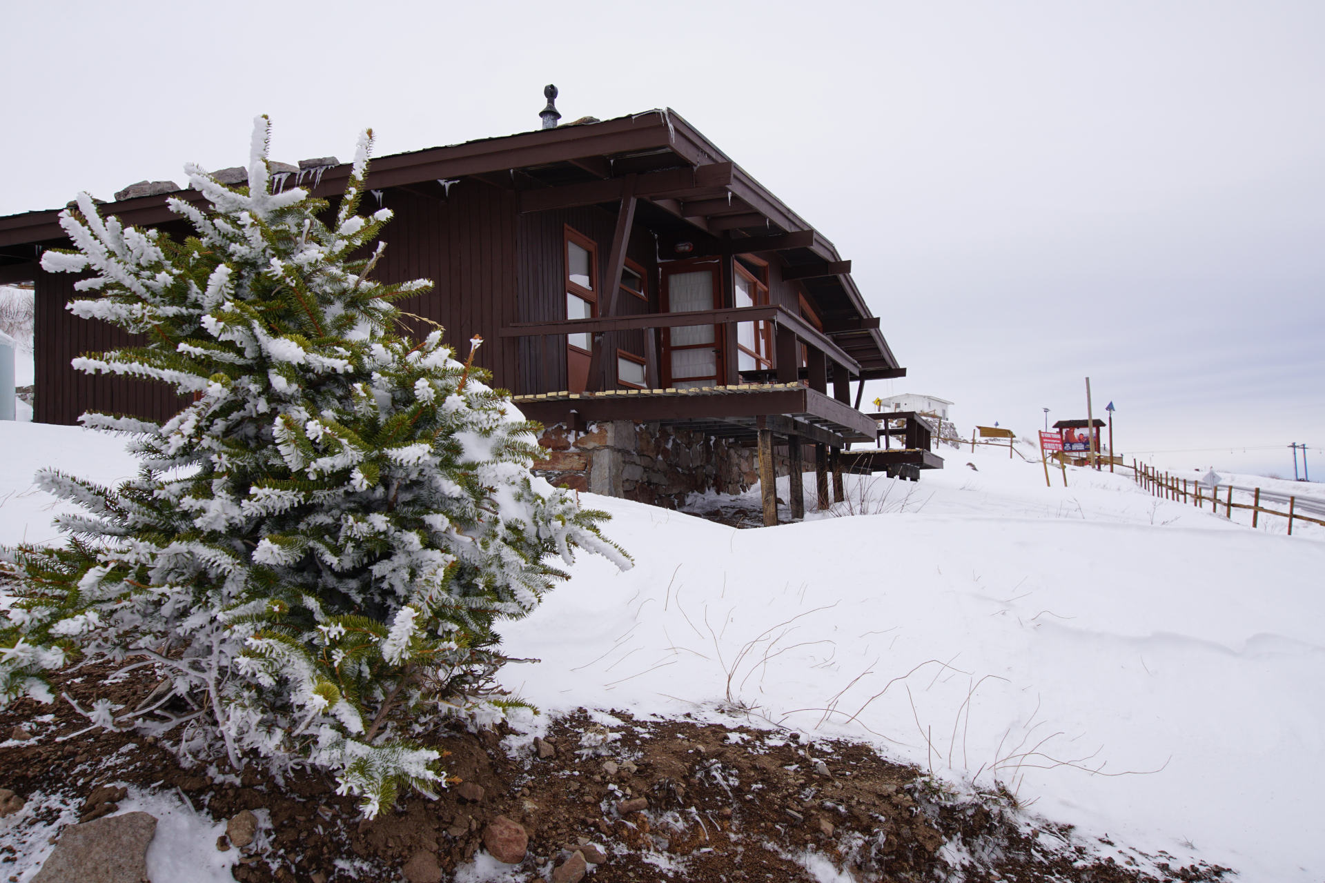 Cabana Exterior con pino